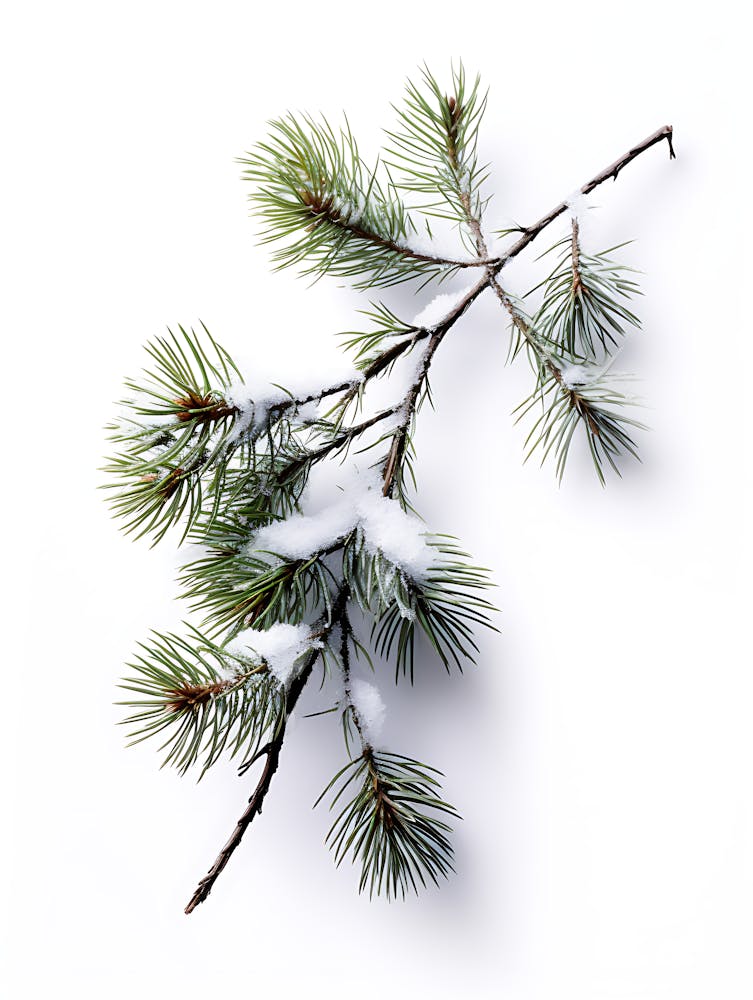 Pine Branch Covered in Snow 4