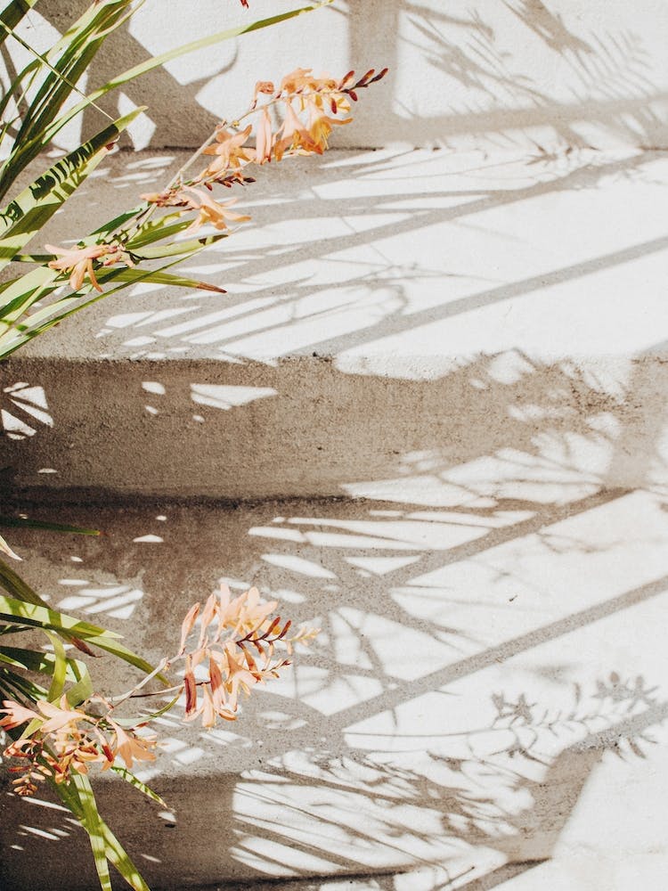 Flowers And Steps