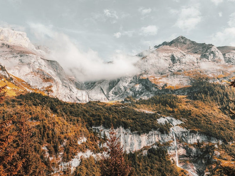 Colorado Autumn Forest