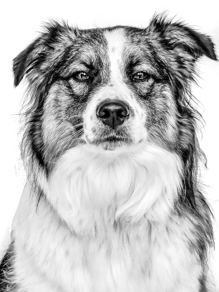 Black And White Dog Portrait 1
