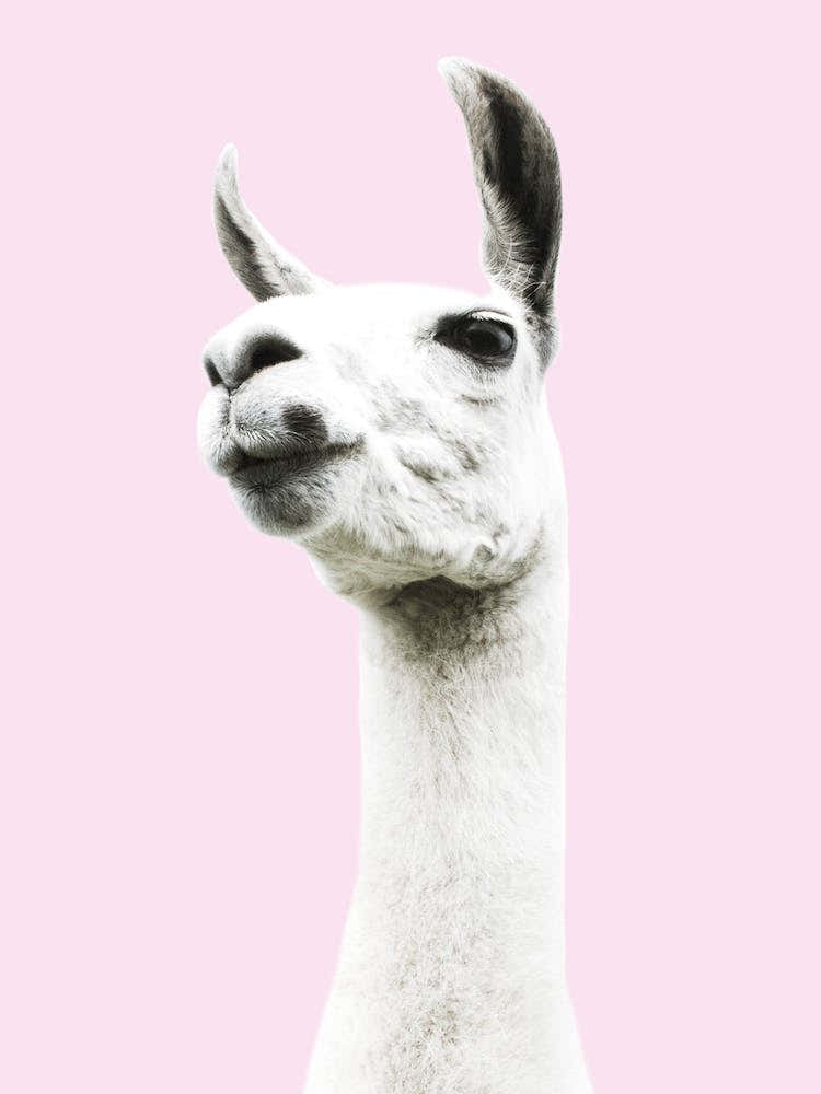 Pink Llama