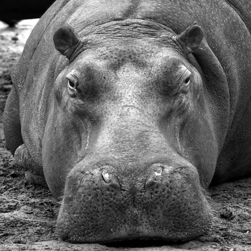Hippo Square