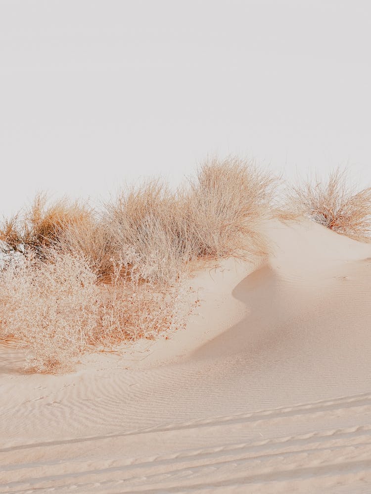White Sands Dunes