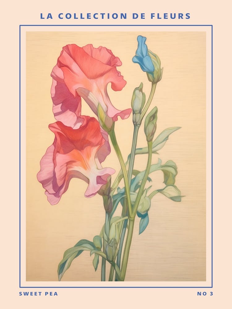 Sweet Pea 3 French Flower Botanical Poster