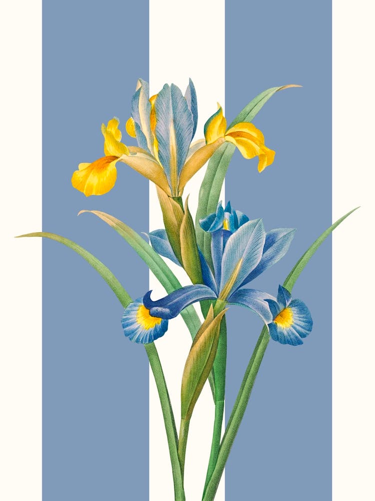 Irises Print 1
