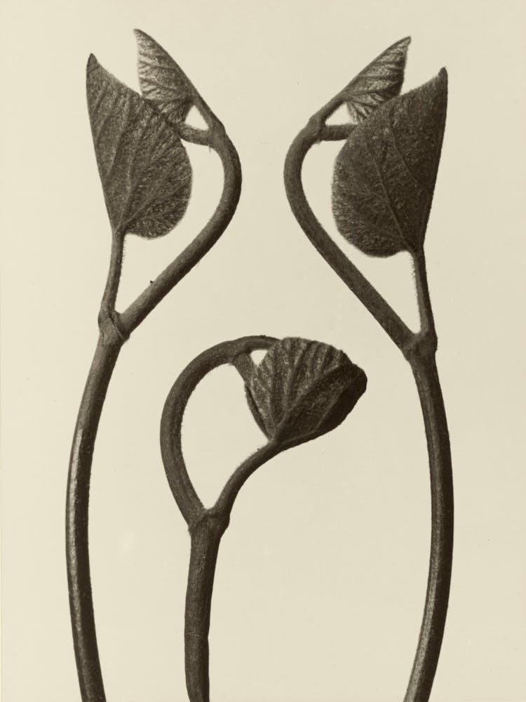 Aristolochia Stems And Leaves, Karl Blossfeldt