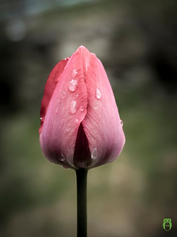 Pink Tulip 20210501 102finalppub