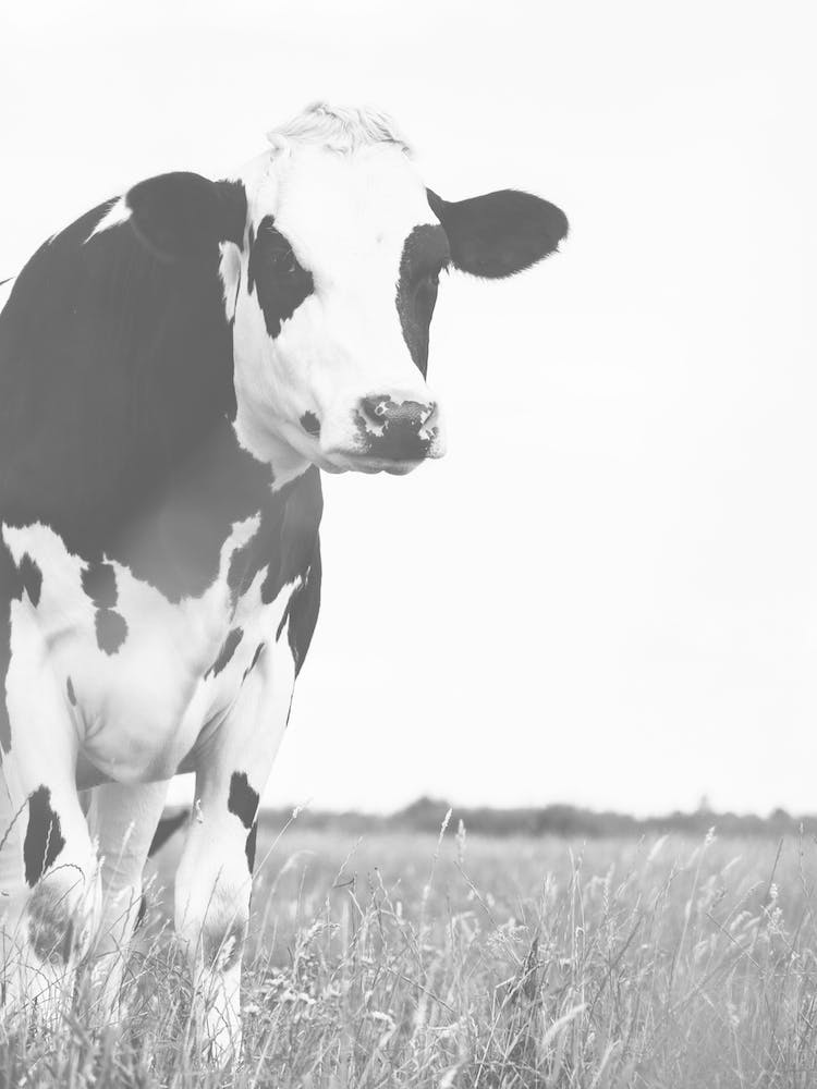 Black And White Cow