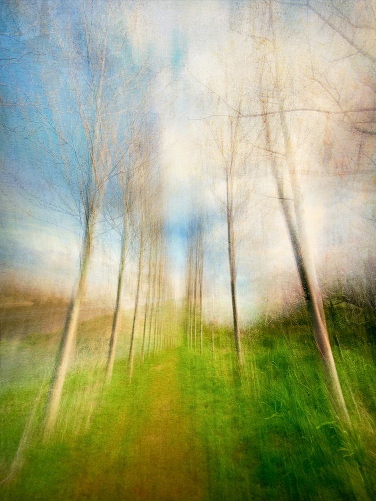 Tree Lined Path
