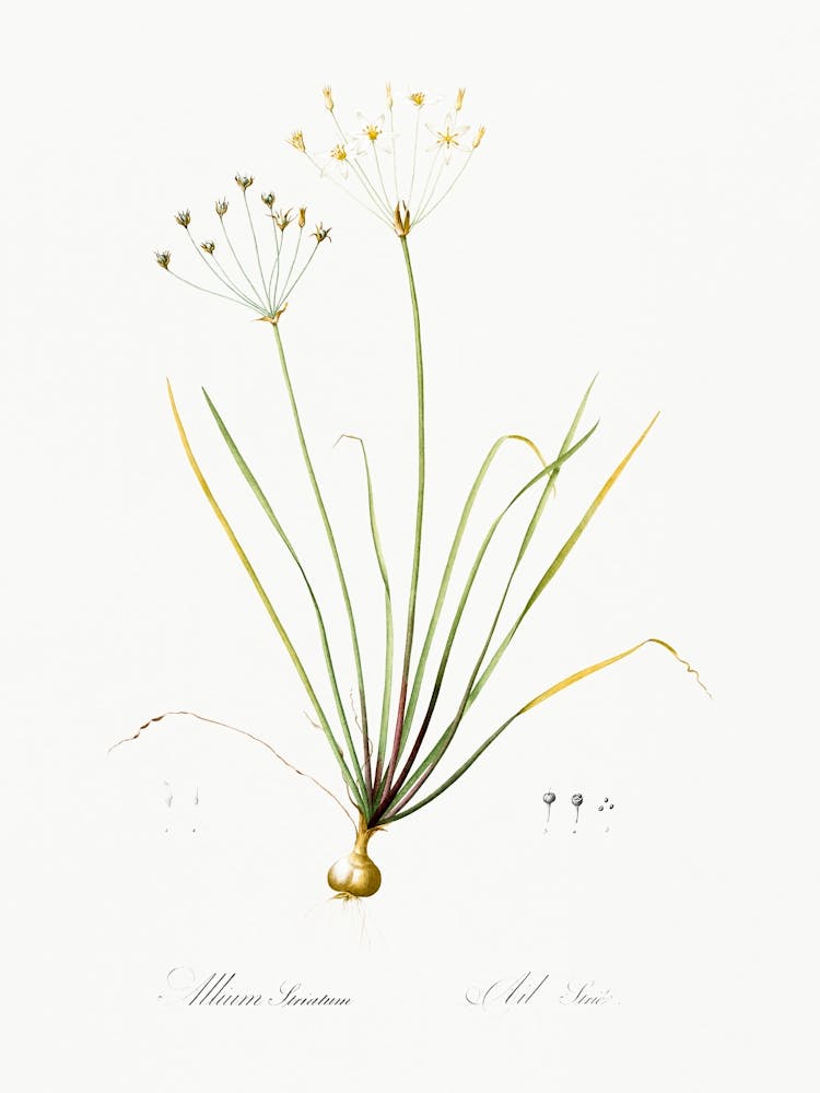 Allium Straitum Illustration From Les Liliacées (1805), Pierre Joseph Redoute