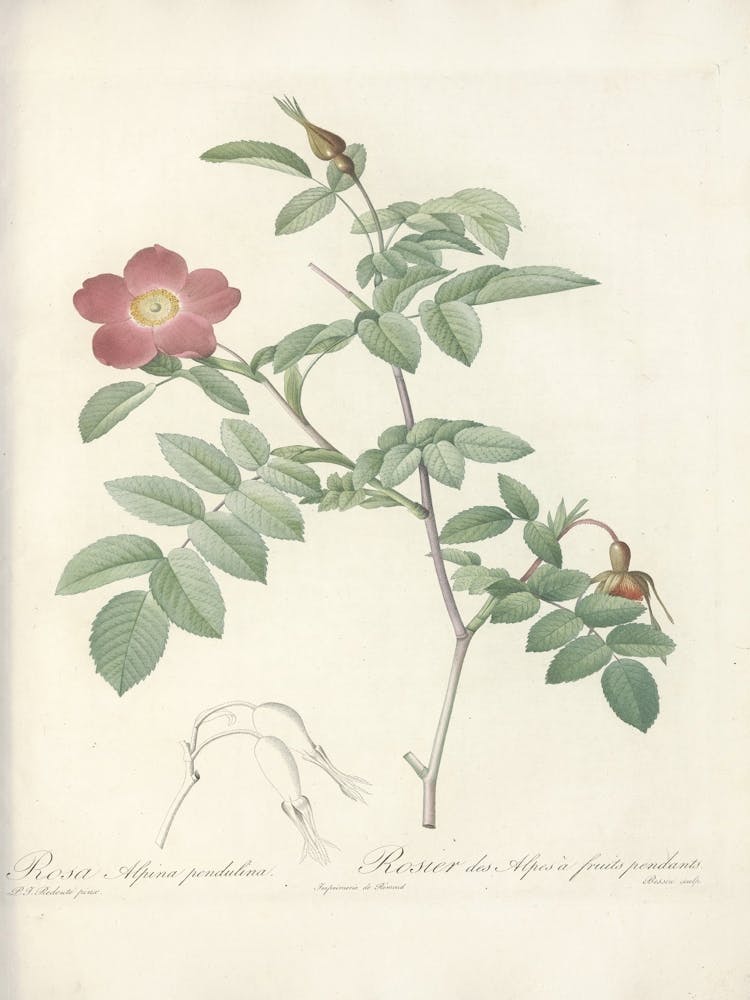 Rose Illustration, Pierre Joseph Redoute (80)
