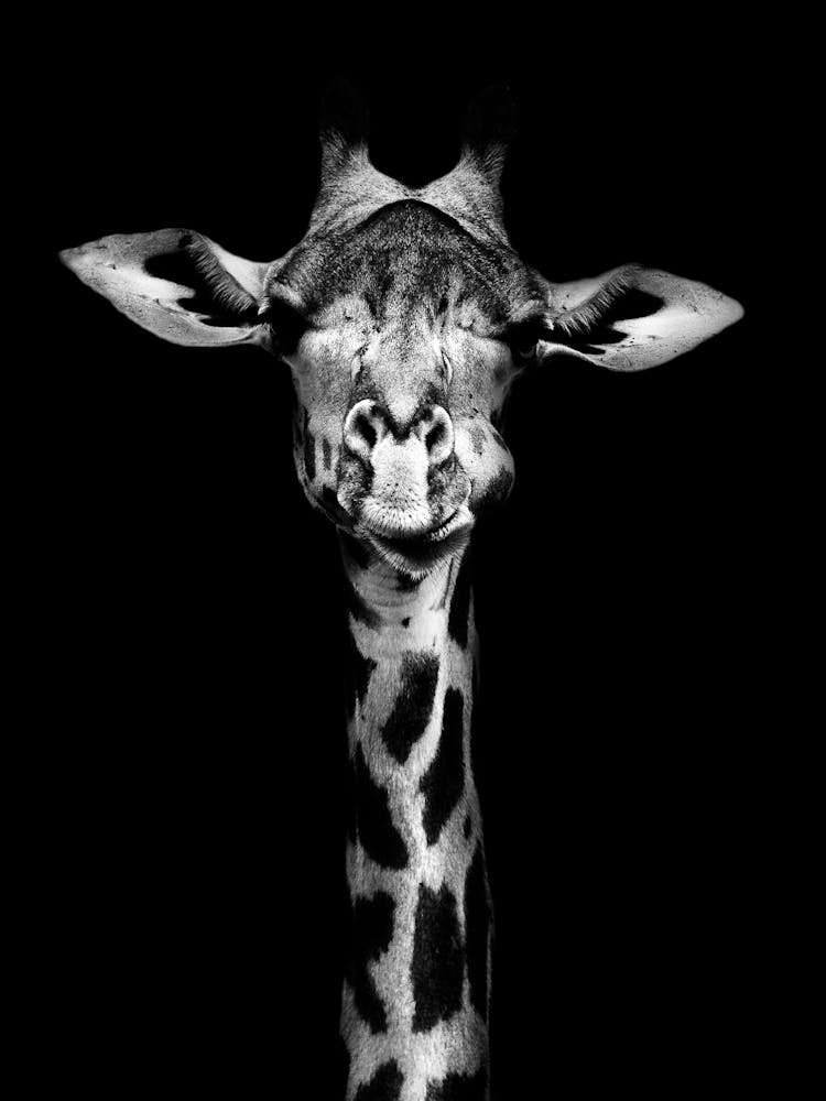 Giraffe Portrait