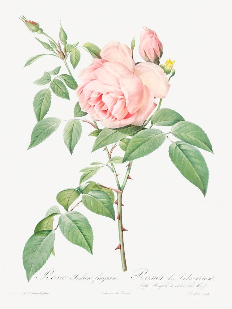 Rosa Indica Fragrans, Pierre Joseph Redoute