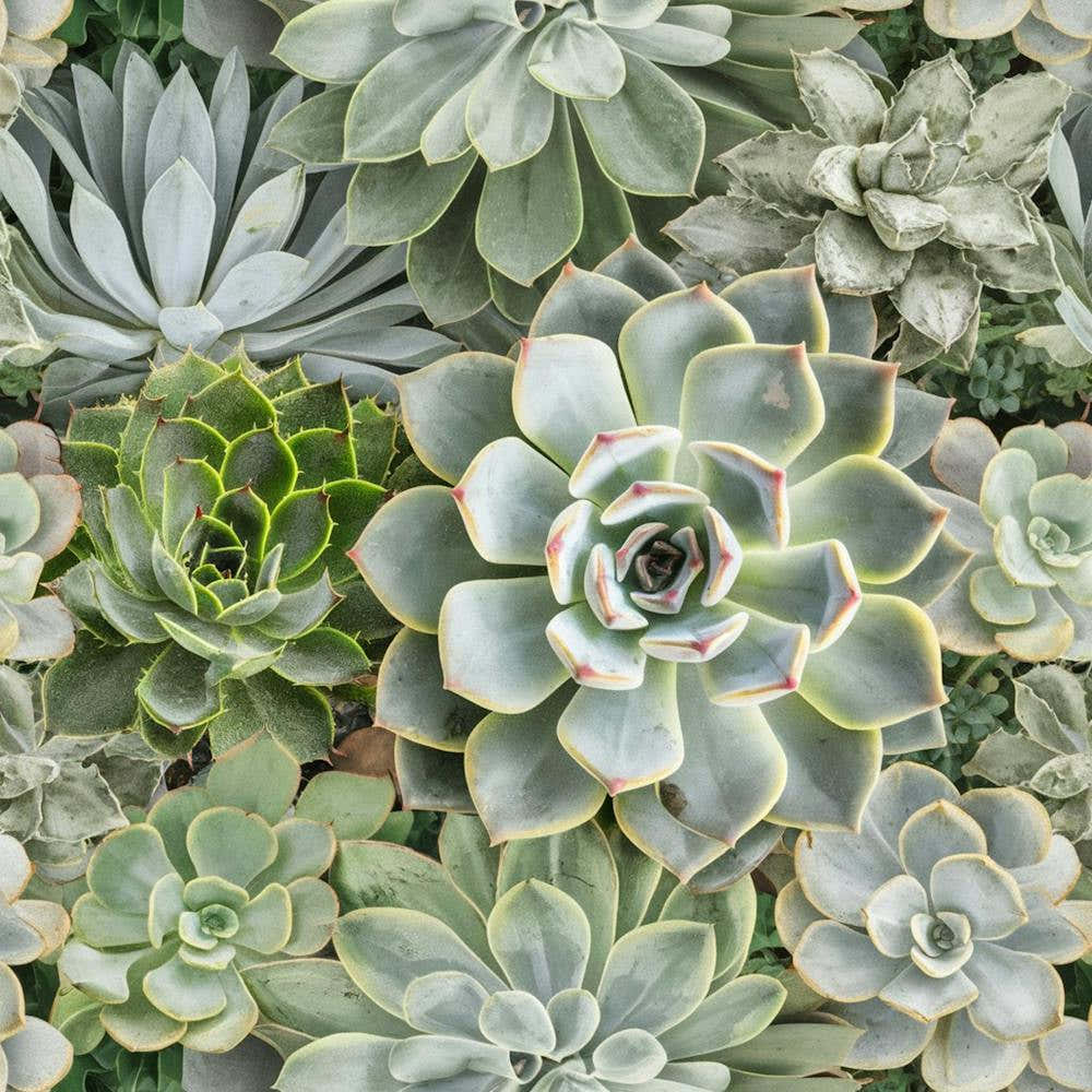 Succulent Nature Green Plants