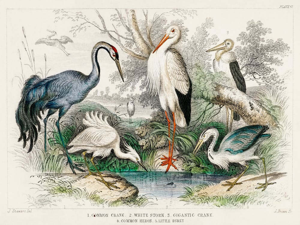 Common Crane, White Stork, Gigantic Crane, Common Heron, And Little Egret, Oliver Goldsmith