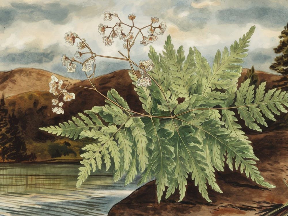 Lush Green Ferns - Botanical