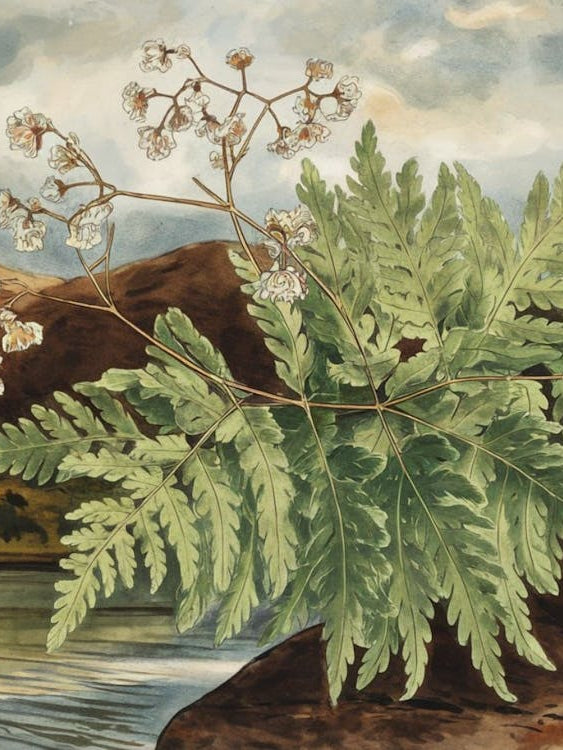 Lush Green Ferns - Botanical