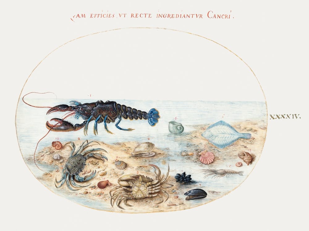 Lobster, Crabs, Scallop Shells And Other Sea Life (1575–1580), Joris Hoefnagel