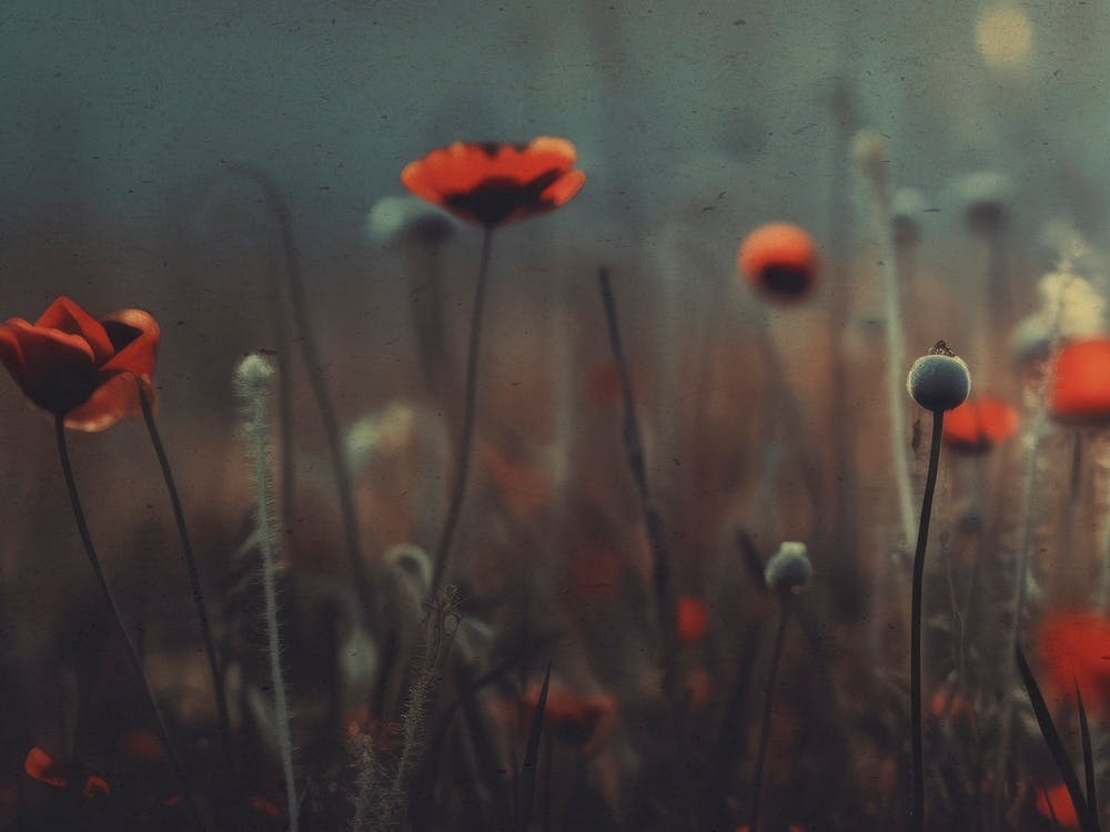 Nostalgic Nature No 7 1