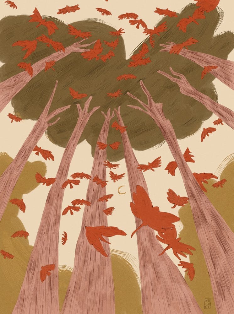Birds