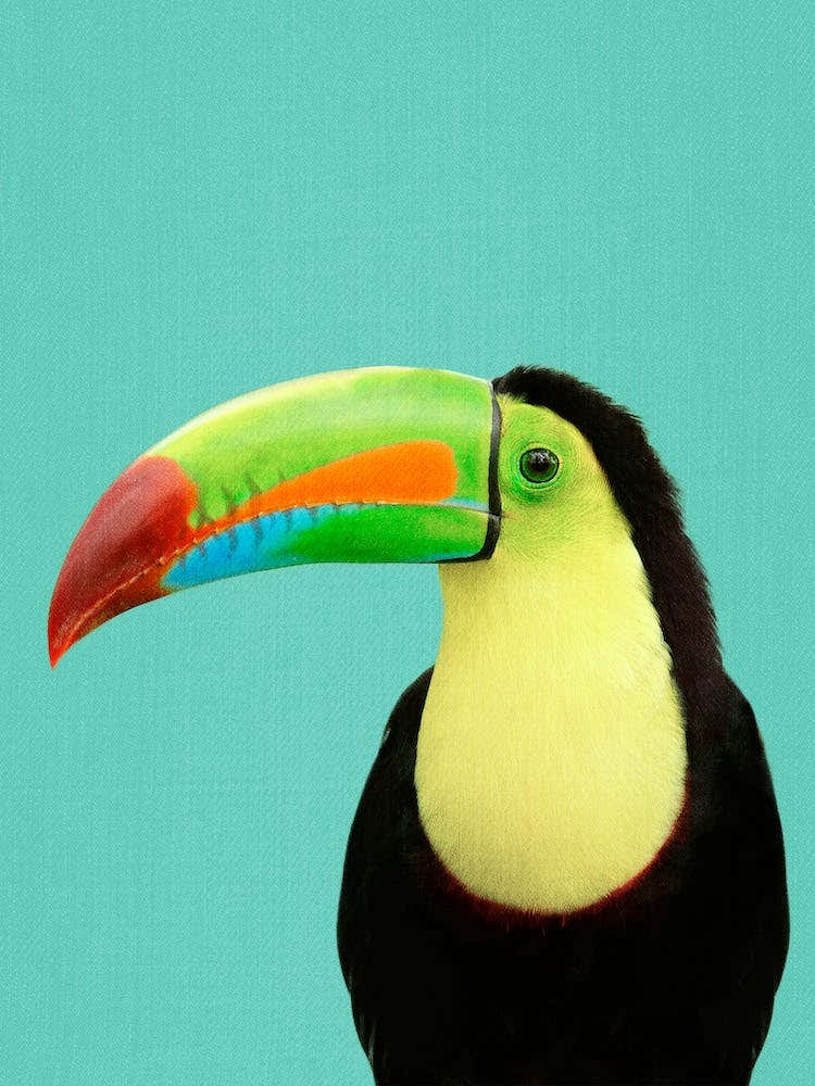Toucan Bird In Blue