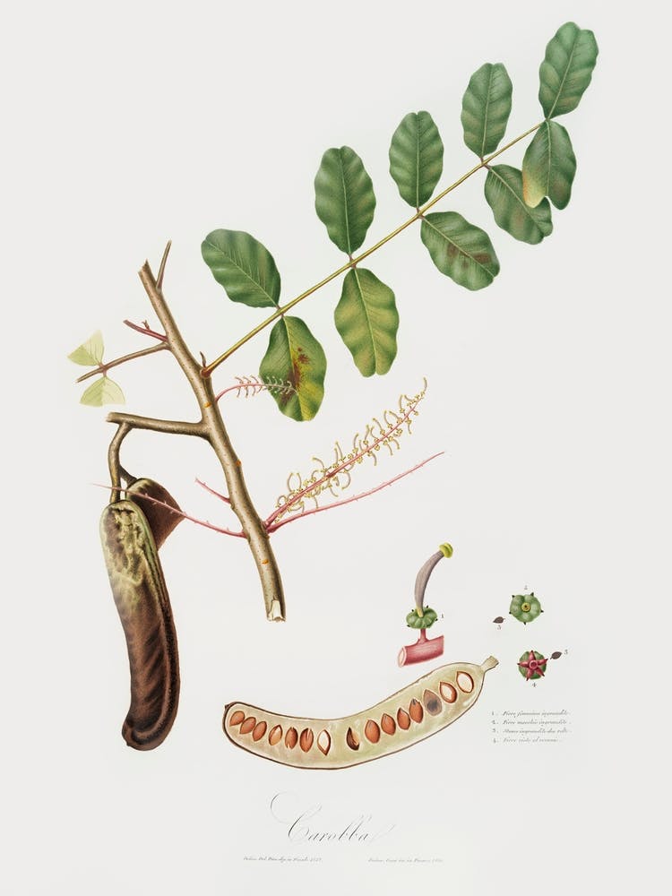Carob (Ceratonia) From Pomona Italiana (1817 - 1839), Giorgio Gallesio