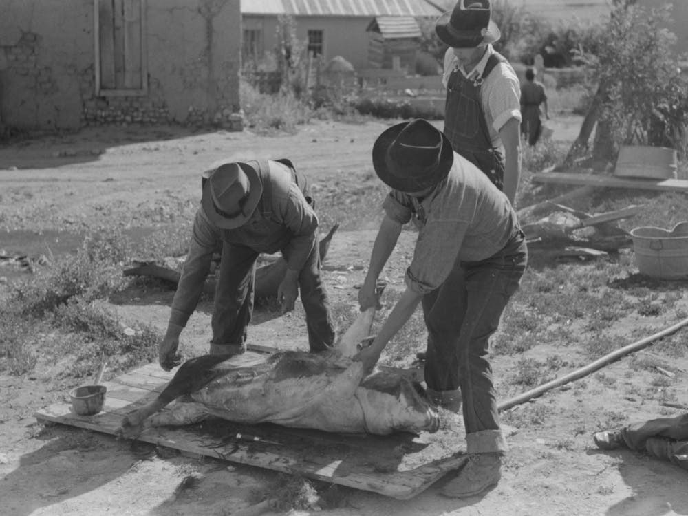Spanish American Farmers Turning Over Slaughtered Hog To Scrape Hair Off Other Side, Chamisal, New Mexico By Russe