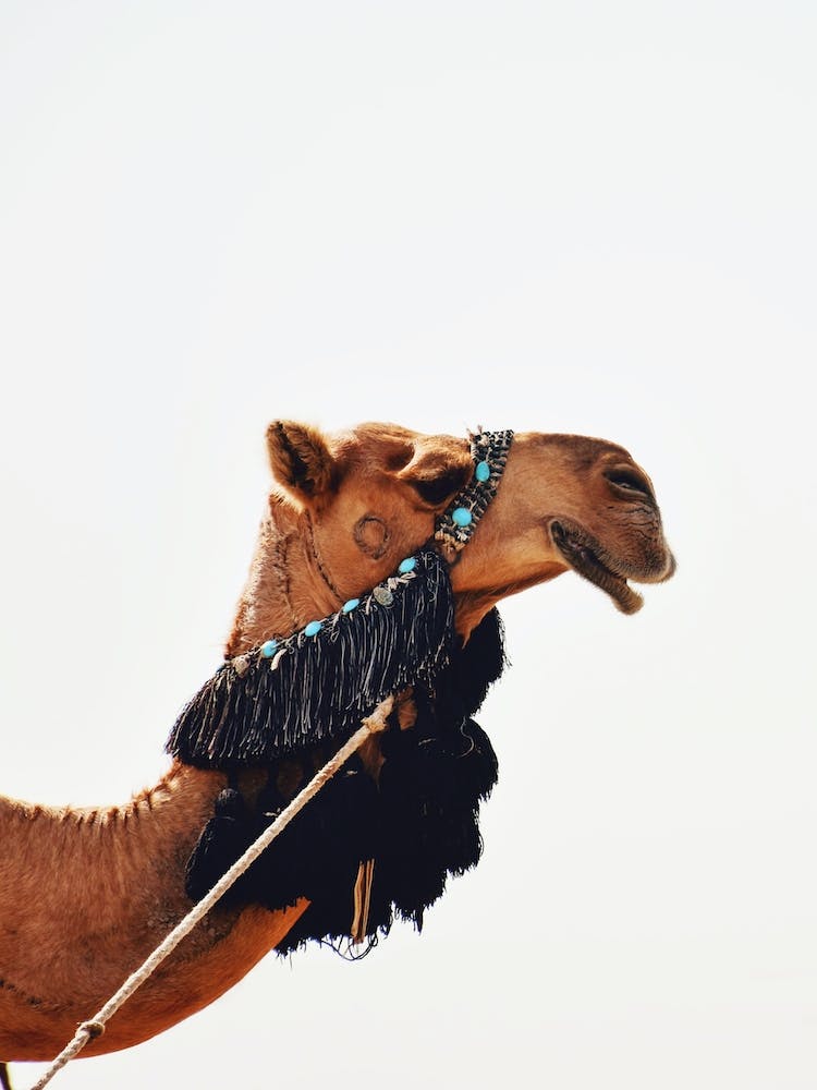 Decorated Camel