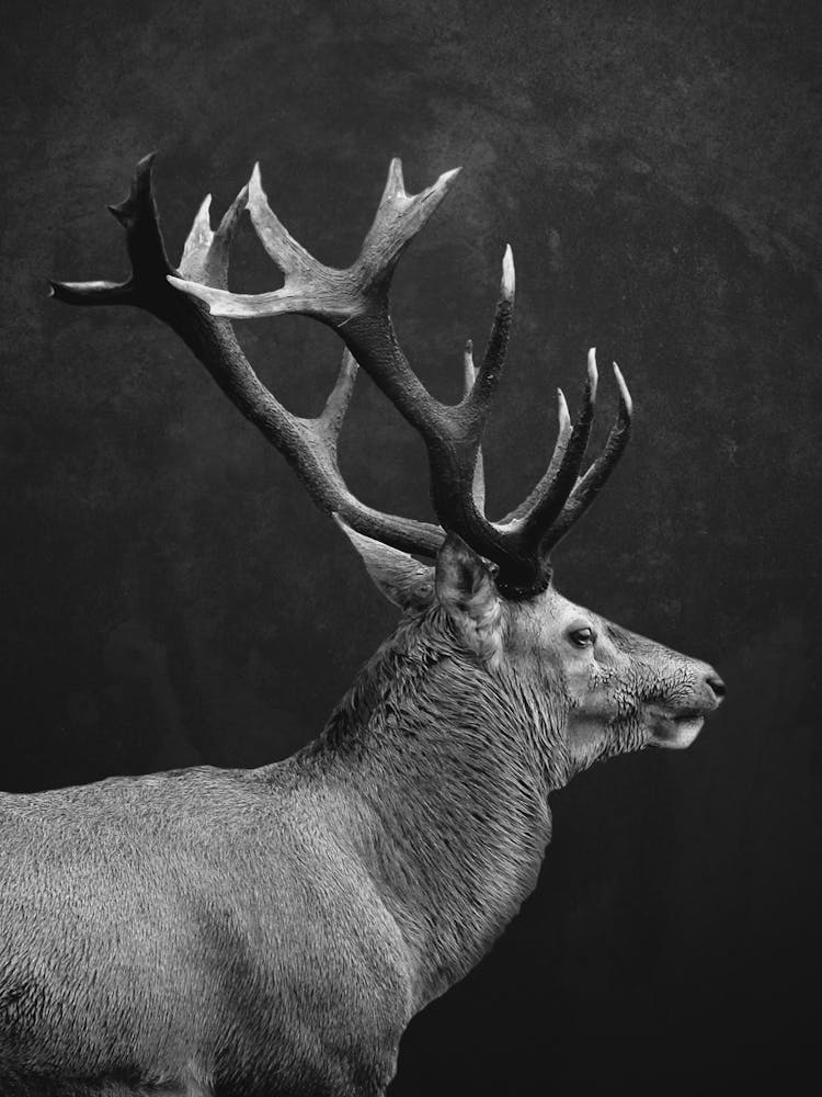 Deer 10