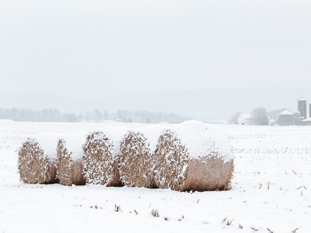 Snow Covered Round Bales