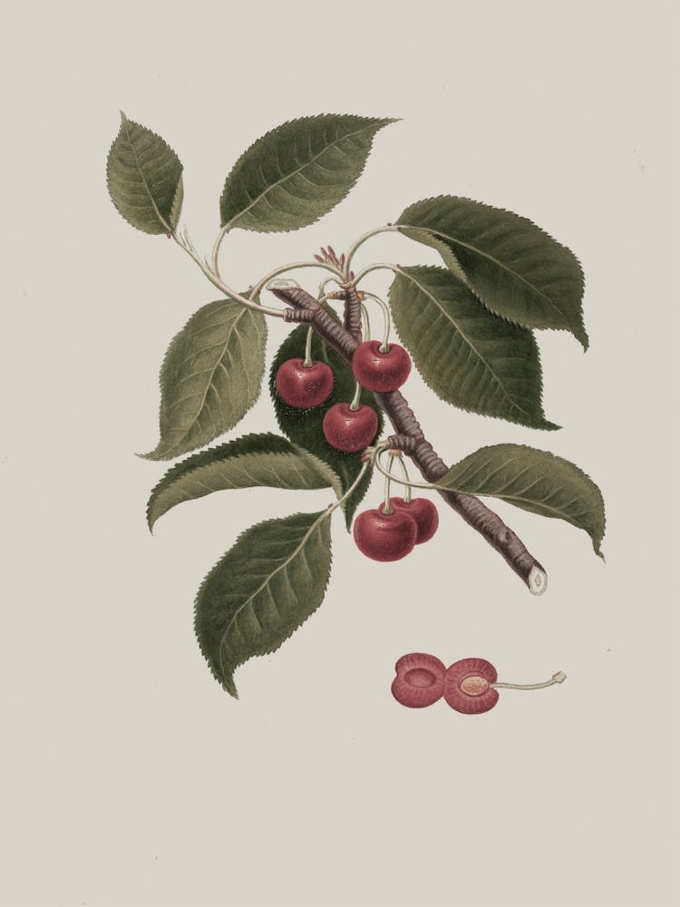 Cherry Branch 1