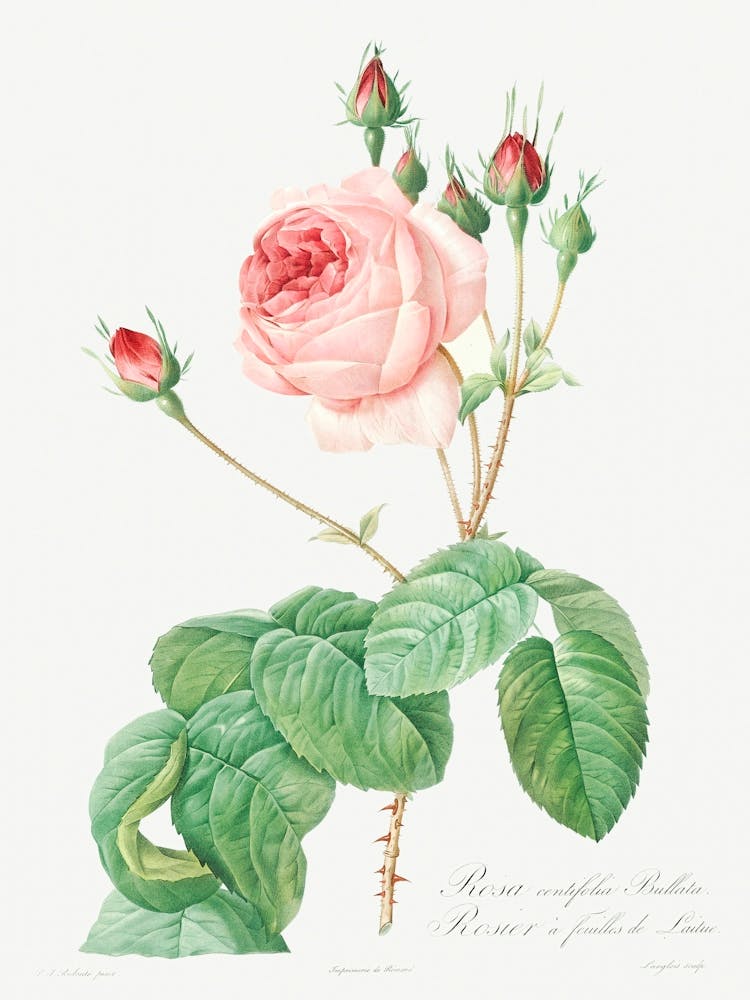 Rose chou, Pierre Joseph Redoute (3)