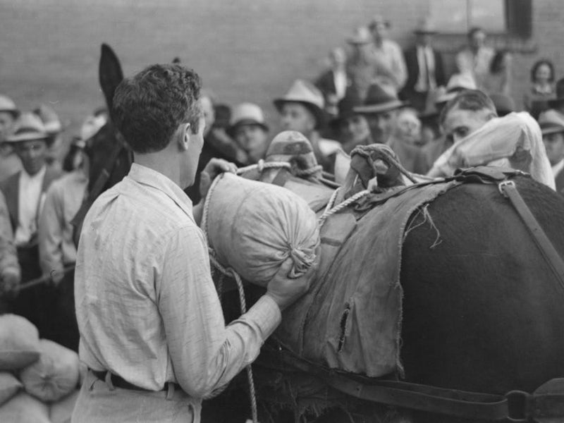 Silverton, Colorado, Labor Day Celebration, Contestant Tying Sacks Of Ore Onto A Burro In A Contest By Russe