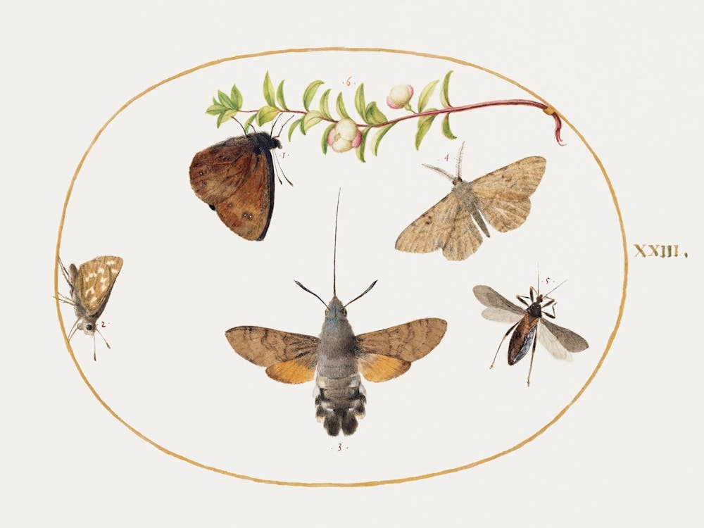 Hawk Moth, Butterflies, And Other Insects Around A Snowberry Sprig (1575–1580), Joris Hoefnagel
