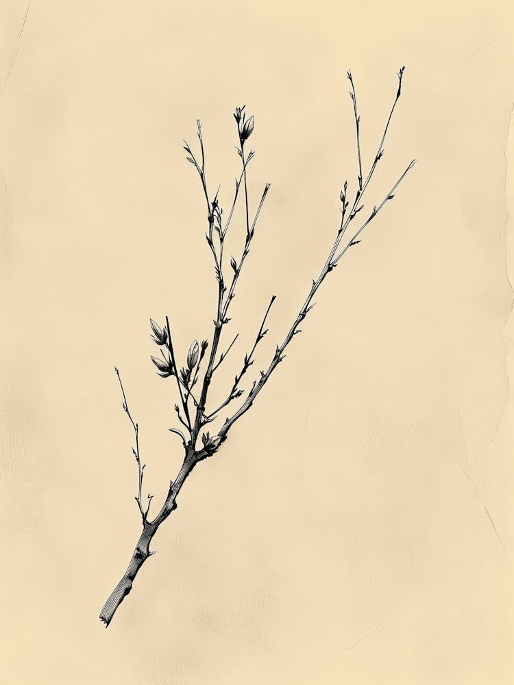 Toronto Flower Market Boho Minimalist Style