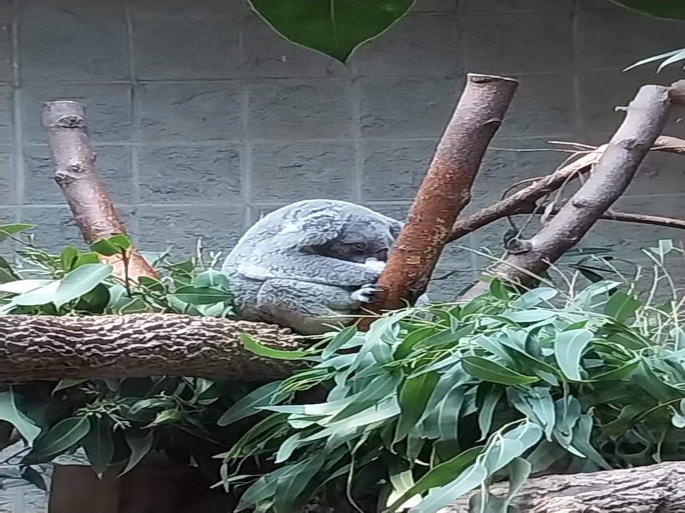 Koala bear