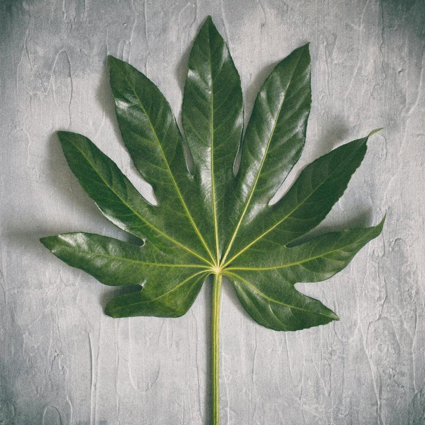 Aralia Leaf On Grey Square