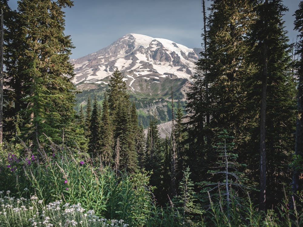 The Path To Heaven - Mount Rainier National Park