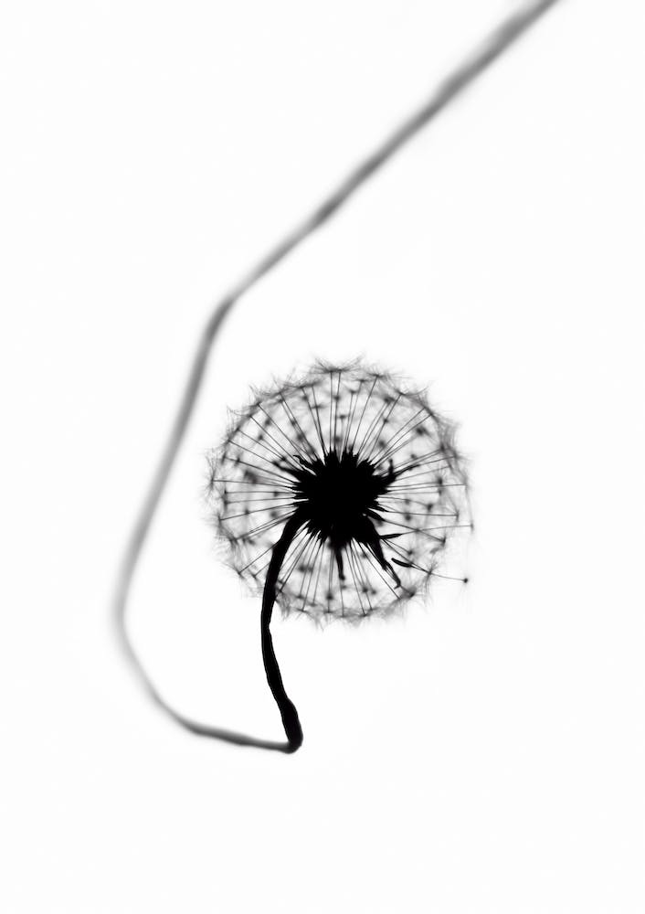 Dandelion - Simplicity