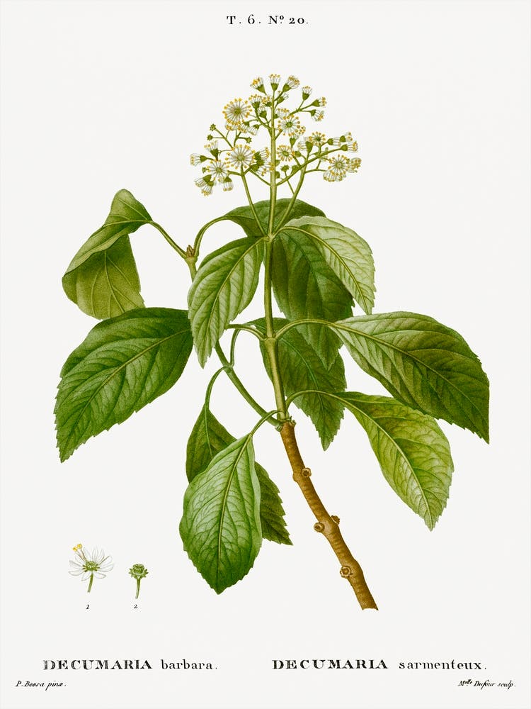Kletterhortensie, Pierre Joseph Redoute