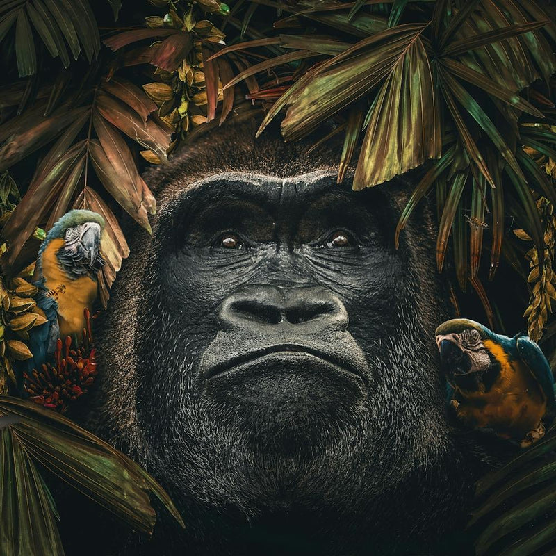 Gorilla in the Jungle
