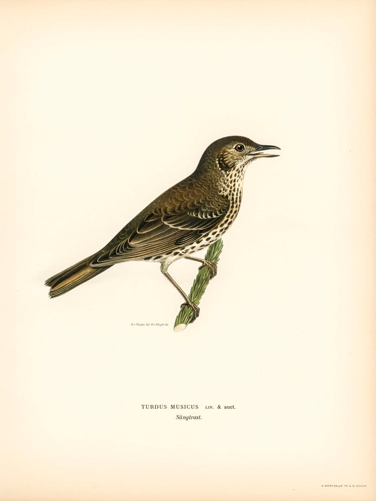 Redwing Song Thrush, The Von Wright Brothers