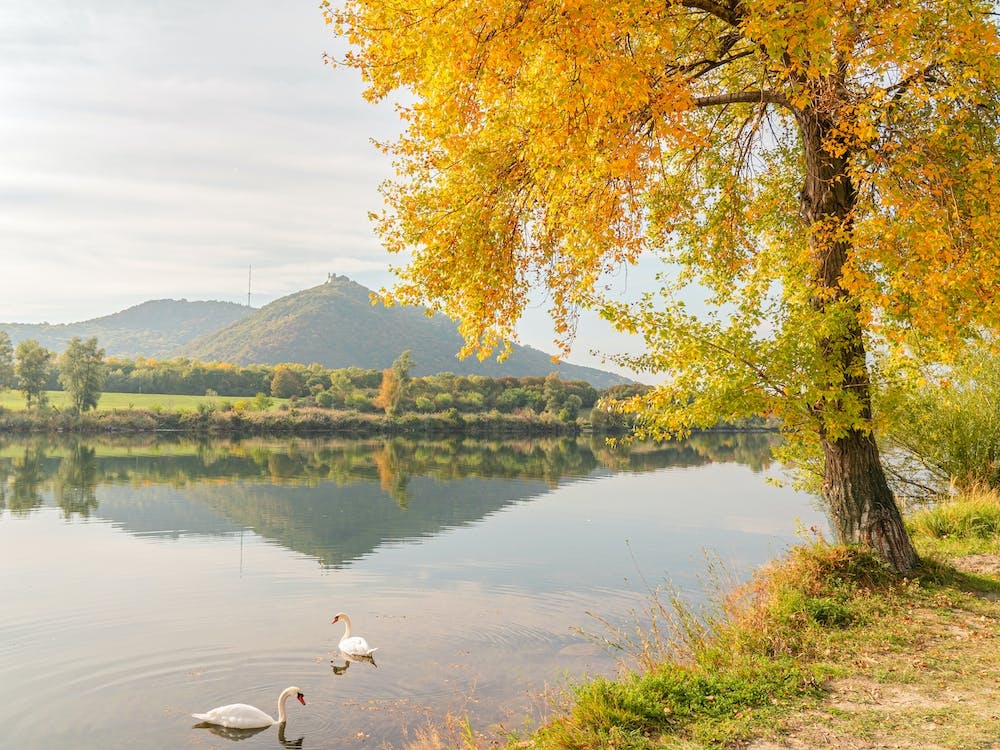 Swans By The River