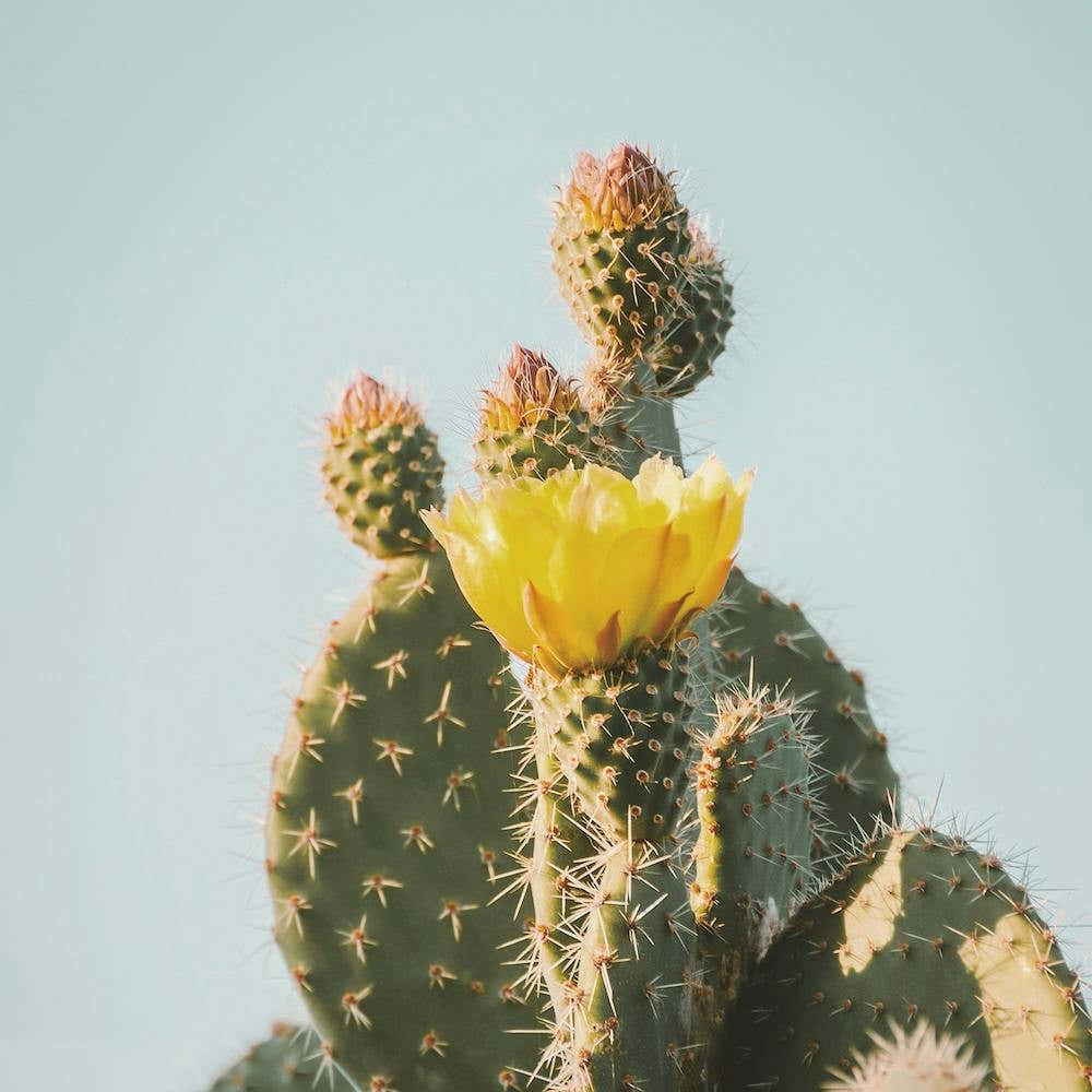 Yellow Cactus Flower