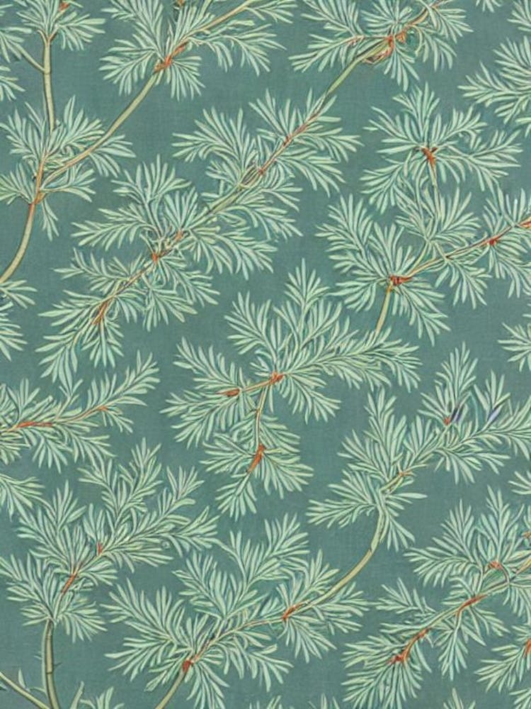 Eastern White Pine tree Vintage Botanical