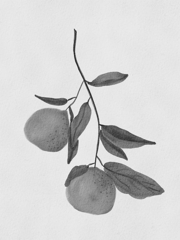 Two Oranges On A Branch