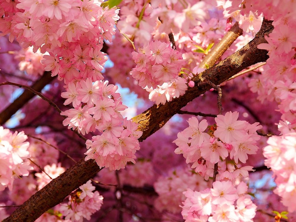 Cherry Blossoms 1