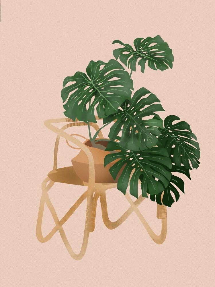 Monstera Deliciosa On A Chair