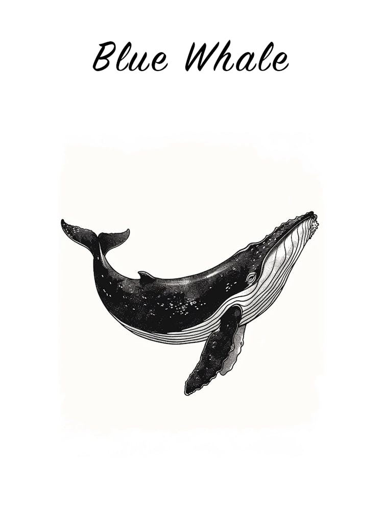 B&W Blue Whale Poster