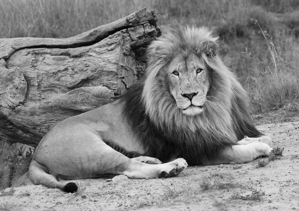 Lion Mâle III